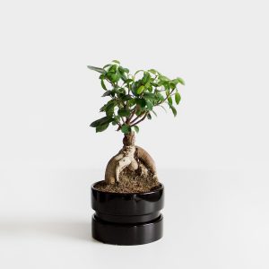 Bonsai Serut Streblus asper
