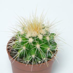 Kaktus Aster (Astrophytum asterias)